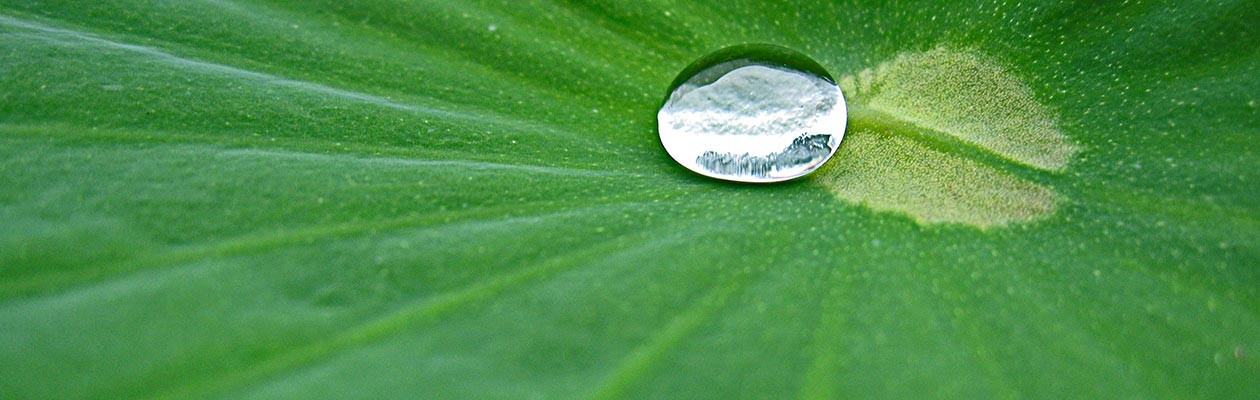 AIDG giardinaggio